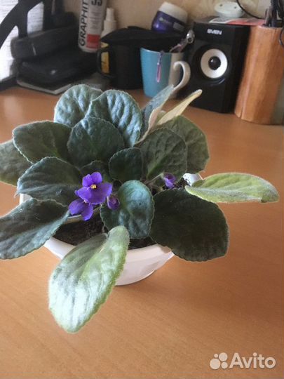 Цветы в горшках