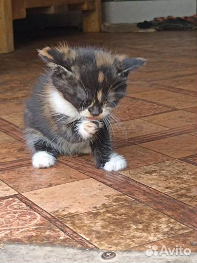 Очаровательные котята ищут дом