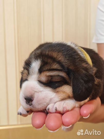 Бронирование щенков Бигля