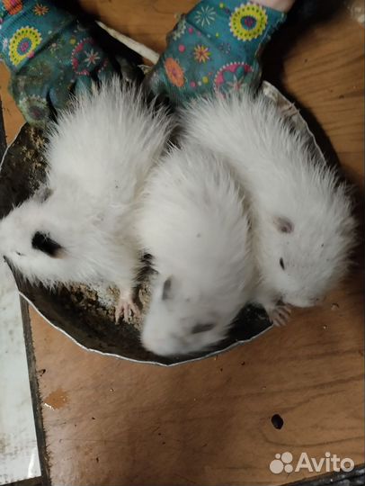 Нутрии на племя