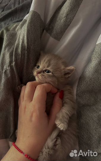 Отдам котенка в добрые руки