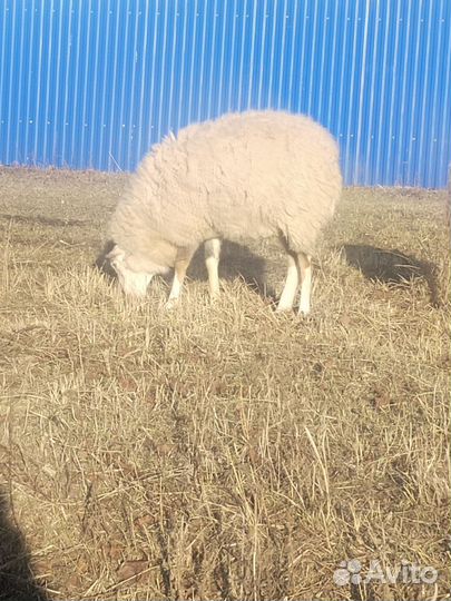 Овцы бараны ягнята