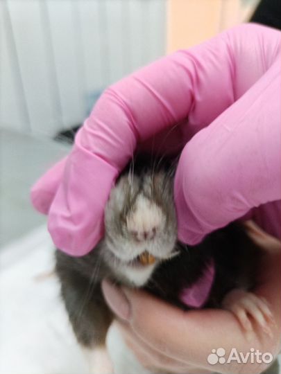 Ветеринарный врач вызов на дом