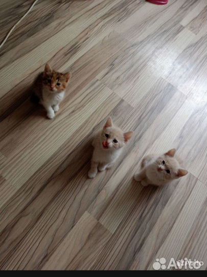 Милые котята в добрые руки