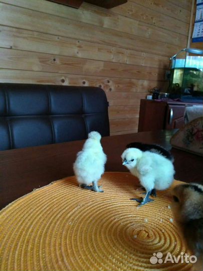 Индюшата,Кша, Лакеданзи, Амераукана,Маран