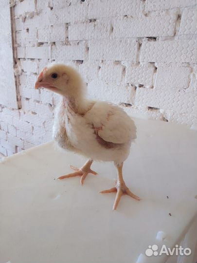 Цыплята бройлеры в живом весе росс 308 с 12.05.23