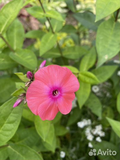 Флоксы, ирисы