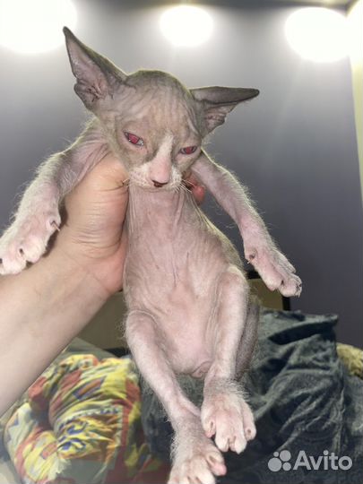 Котята сфинксы