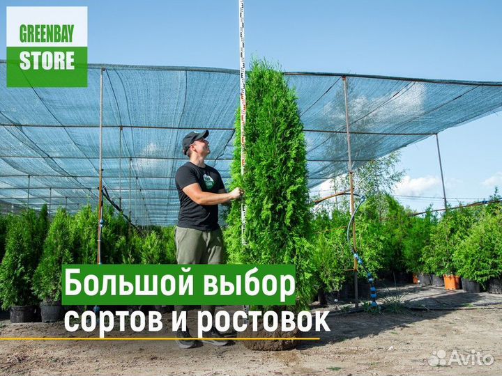 Туи колумна 200 см свежая копка 2023