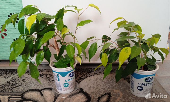 Фикус Бенджамина Реджинальд