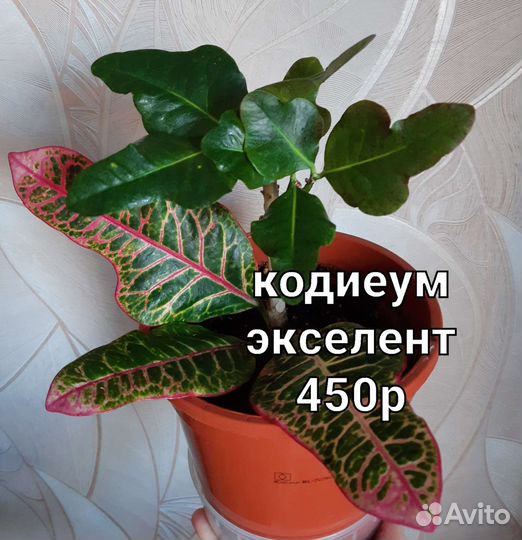 Комнатные цветы