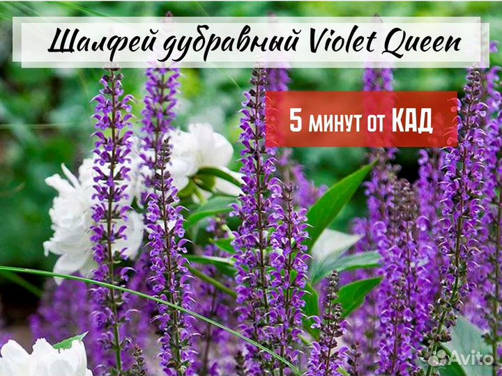 Шалфей дубравный (сальвия) сортовой