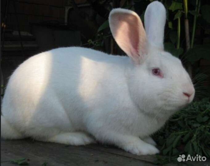 Кролик (самец)
