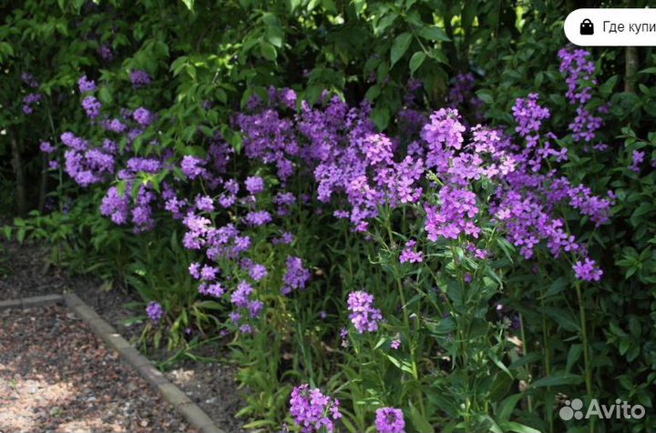 Спирея Белоснежный водопад