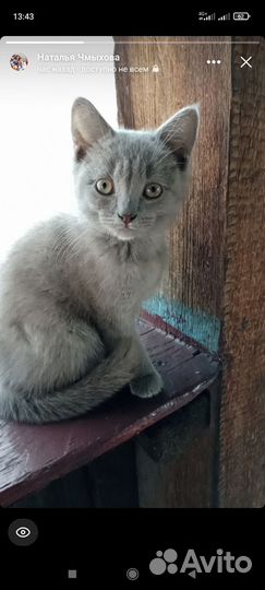 Котята в добрые руки бесплатно коты