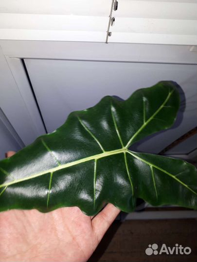 Калатея, алоказии, филодендрон