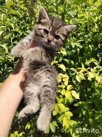Котята