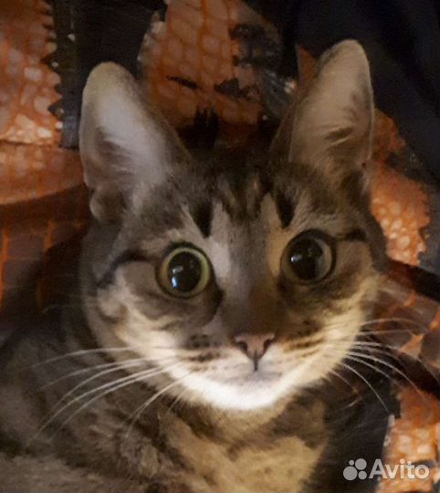 Кошка в добрые руки