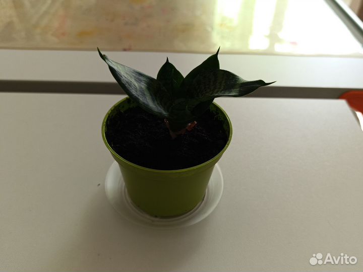 Сансевиерия