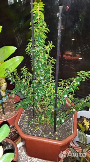 Растение Мирт вариегатный и зеленый