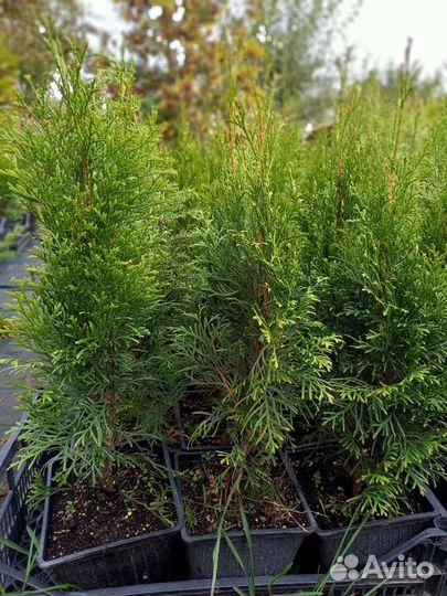 Смарагд 0.6-07 м