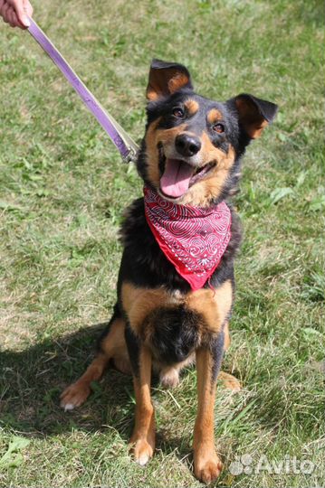 Пес Чарли из приюта хочет найти семью