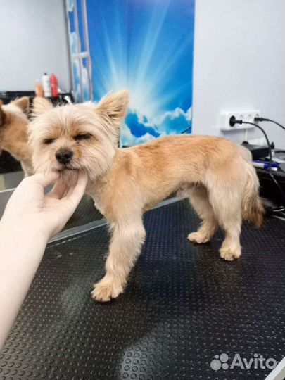 Стрижка собак в Темрюке