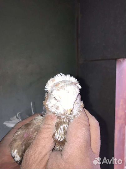 Узбеки, капканы, жуки