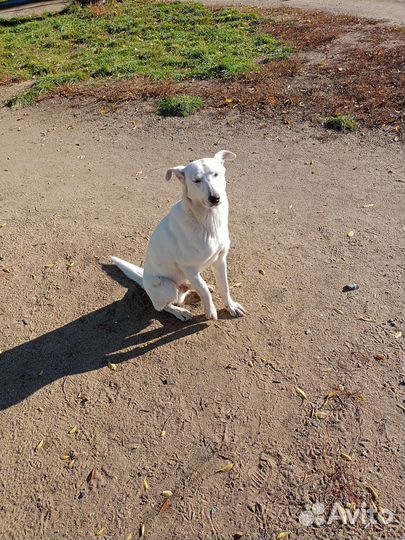 Собака в добрые руки