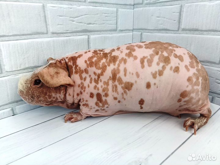 Морские свинки скинни в разведение группа