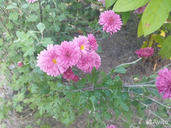 Хризантема