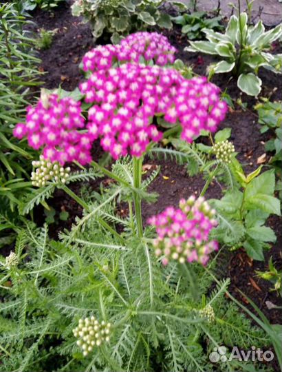 Многолетники