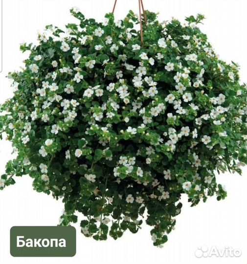 Цветы для сада