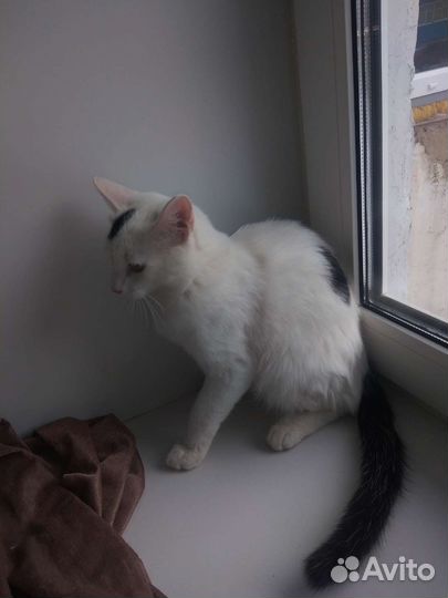 Котенок-мальчик, 7-8мес