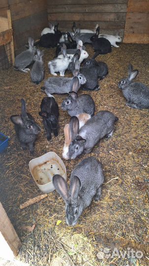 Продам кроликов цена договорная