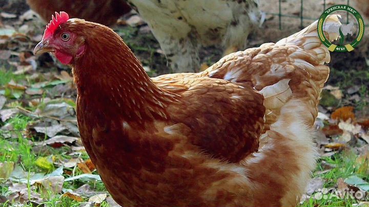 Куры несушки Легорн белая