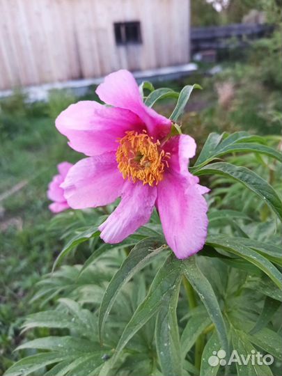 Уклоняющийся пион