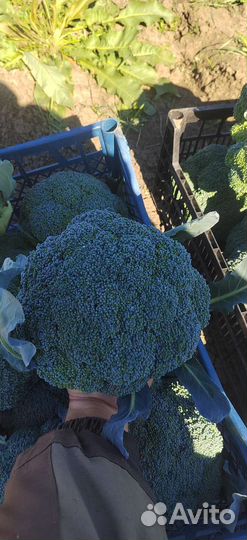 Капуста брокколи