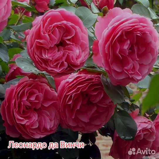Роза на штамбе