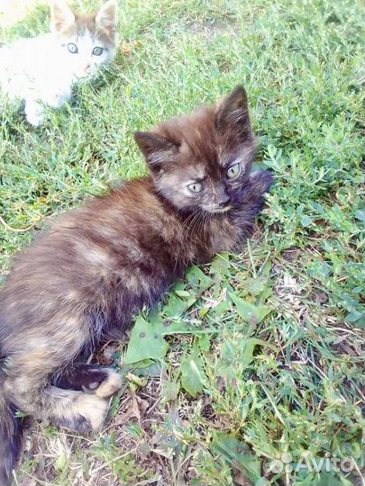 Котята в добрые руки даром