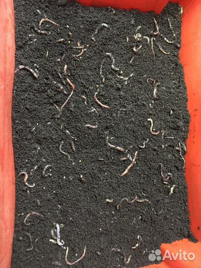 Биогумус экосотка