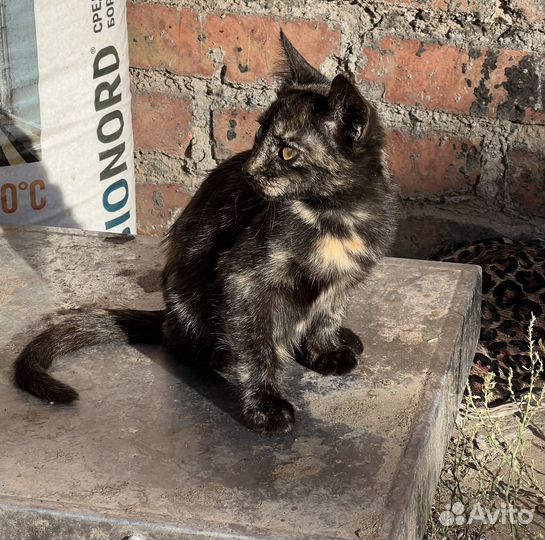 Котята в добрые руки, бесплатно