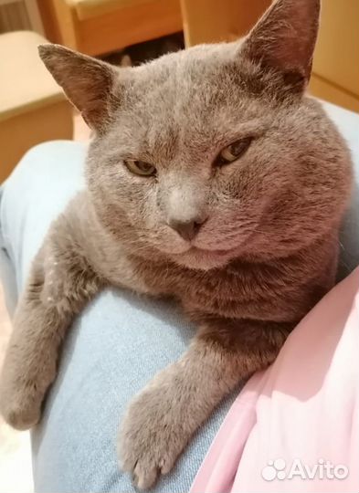 Котик ищет дом