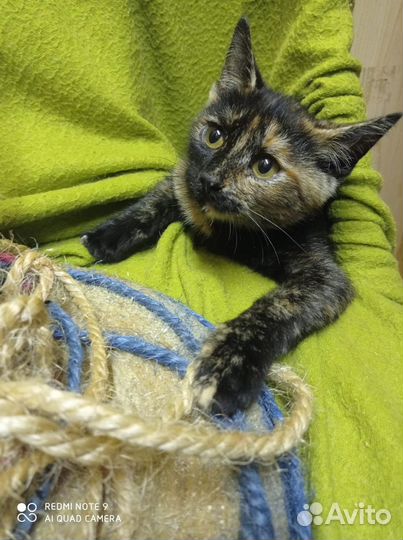 Кошечка черепахового окраса