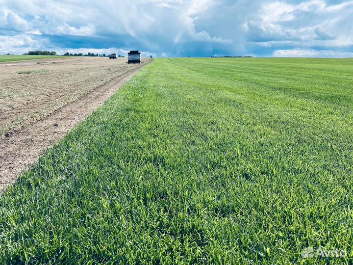 Газон рулонный