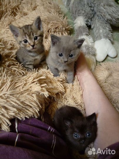 Котята в добрые руки