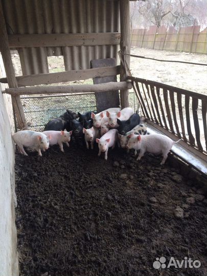 Вьетнамские поросята