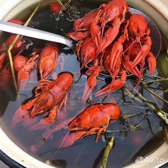 Продам живые раки