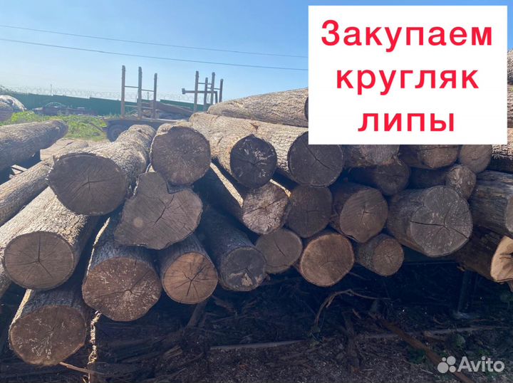 Лес кругляк липа