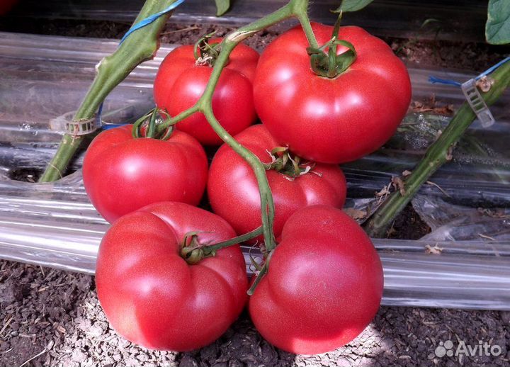 Семена овощей